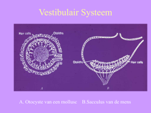 Vestibulair systeem - De Vlaamse club Pattaya