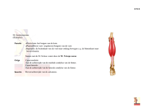SPIER M. Gastrocnemius (Kuitspier) Functie •Flexie knie: het buigen