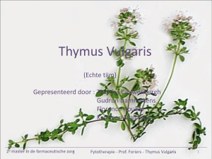Thymus Vulgaris - Vrije Universiteit Brussel