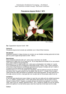 Pescatorea dayana Rchb - Nederlandse Orchideeën Vereniging