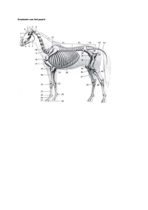 Anatomie van het paard