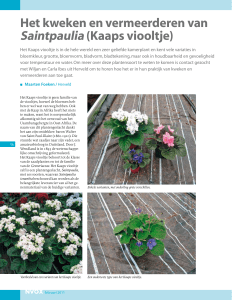 Het kweken en vermeerderen van Saintpaulia (Kaaps viooltje)