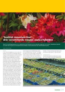 `Scottish mountain-line`: drie verschillende nieuwe azalea