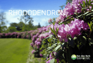 Van den Berk Rhododendron