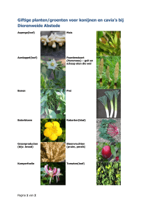 een lijst van giftige planten voor konijnen en cavia`s.