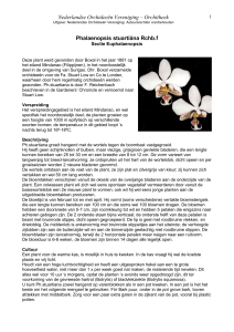 Phalaenopsis stuartiána Rchb - Nederlandse Orchideeën Vereniging