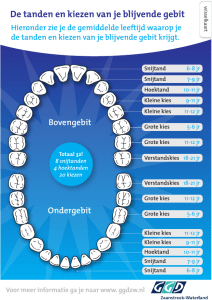 De tanden en kiezen van je blijvende gebit
