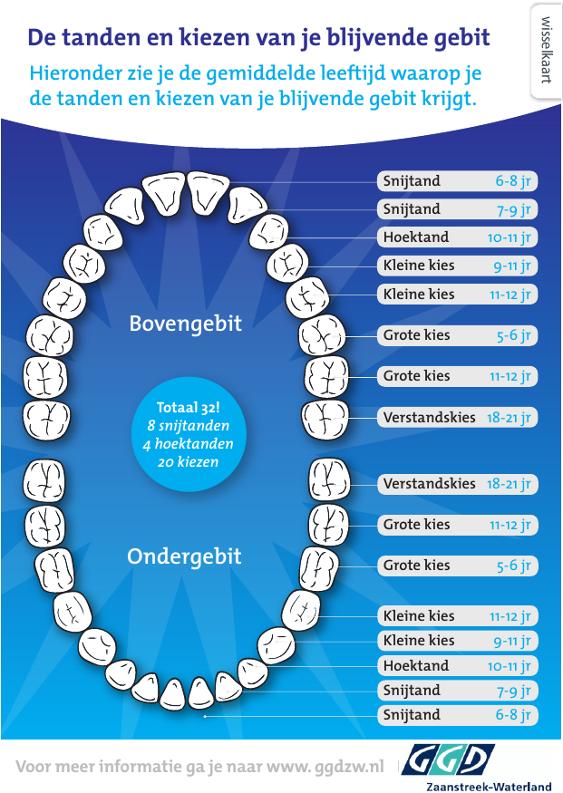 Stoffelijk overschot Diversen statisch De tanden en kiezen van je blijvende gebit