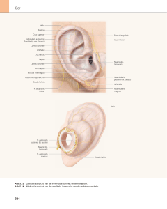 Afb. 5.13 Lateraal aanzicht van de innervatie van het uitwendige oor