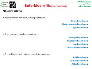 Boterbloem - Ranunculus