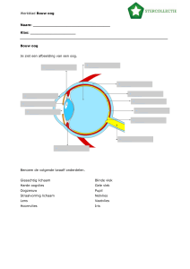 Bouw oog - Wikiwijs Maken