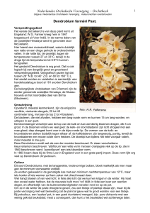 Dendrobium farméri Paxt - Nederlandse Orchideeën Vereniging