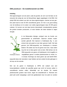 DNA practicum – De modellenwereld van DNA