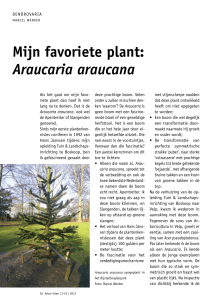 Mijn favoriete plant: Araucaria araucana