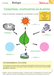 Fotosynthese - krachtcentrale van de plante