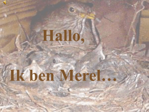 Hallo, Ik ben Merel… - De Cliënt van Social Work