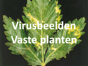 13732 Viruswaaier vaste planten