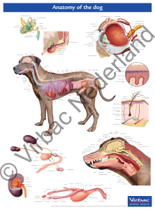 Anatomy of the dog