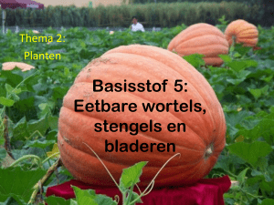 Basisstof 5: Eetbare wortels, stengels en bladeren