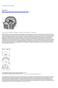 menselijke ) Hersenen anatomie