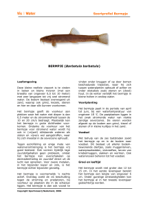 Soortprofiel Bermpje BERMPJE (Barbatula barbatula)