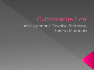 Cytotoxische T cellen presentatie