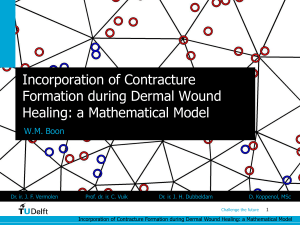 Incorporation of Contracture Formation during Dermal Wound