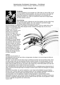 Vanda tricolor Ldl - Nederlandse Orchideeën Vereniging