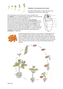 Tekstkader 1: De levenscyclus van een plant De meeste planten