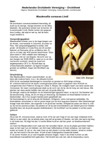 Masdevallia coreacea Lindl - Nederlandse Orchideeën Vereniging