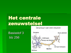 Het centrale zenuwstelsel