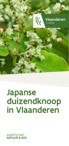Japanse duizendknoop in Vlaanderen