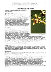 Phalaenopsis kunstleri Hook - Nederlandse Orchideeën Vereniging