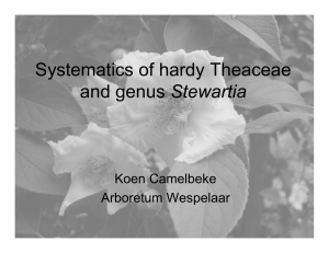 Systematics of hardy Theaceae and genus Stewartia