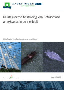 Geïntegreerde bestrijding van Echinothrips americanus in de sierteelt