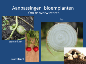 Aanpassingen bloemplanten