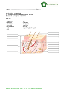 Onderdelen huid benoemen
