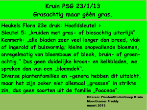 Kruin PSG 23/1/13 Grasachtig maar géén gras.