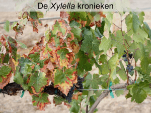 4 - De Xylella kronieken boomkwekerij - JVV