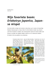 Eriobotrya japonica, Japanse mispel