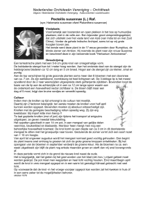 Pecteilis susannae (L - Nederlandse Orchideeën Vereniging