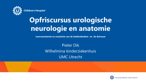 Opfriscursus urologische neurologie en anatomie