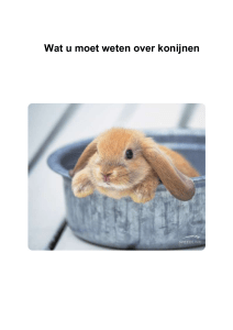 wat weten wij over konijnen