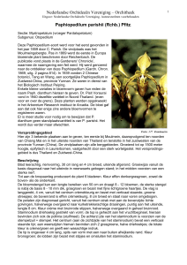 Paphiopedilum parishii (Rchb - Nederlandse Orchideeën Vereniging