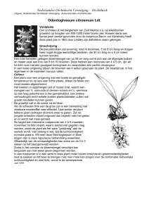 Odontoglossum citrosmum Ldl - Nederlandse Orchideeën Vereniging