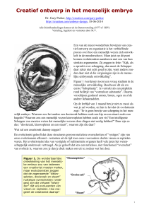 Creatief ontwerp in het menselijk embryo