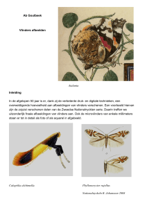 Ab Goutbeek Vlinders afbeelden Atalanta Inleiding In de afgelopen