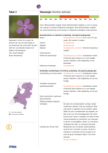 Steenanjer - Soortprotocollen Flora