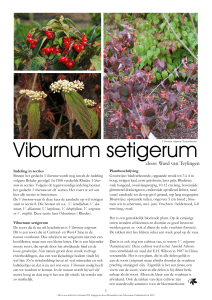 Viburnum setigerum - Arboretum Oudenbosch