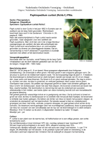 Paphiopedilum curtisii (Rchb - Nederlandse Orchideeën Vereniging